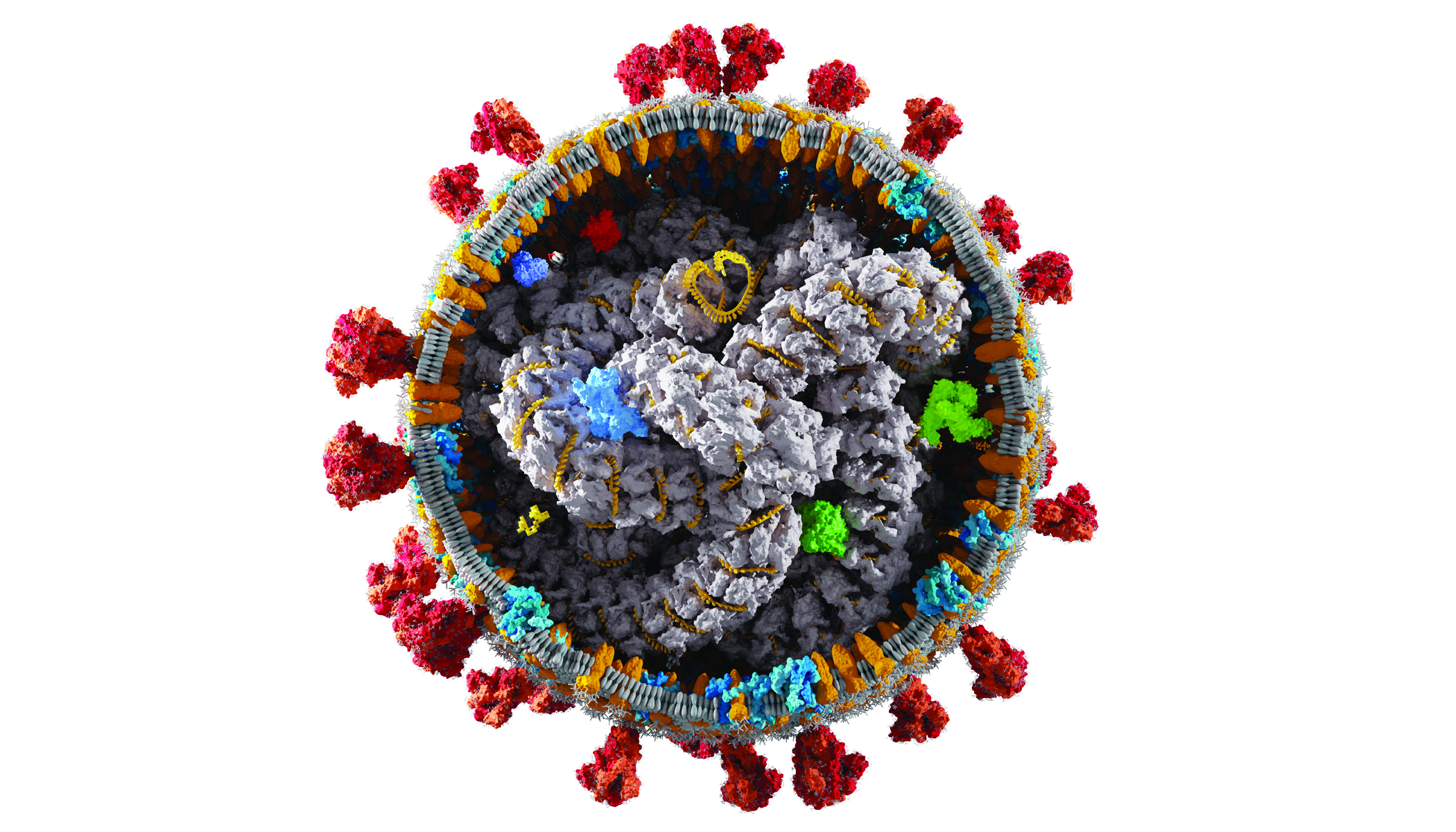 โรคอุจจาระร่วงจากเชื้อโรต้า (Rotavirus)