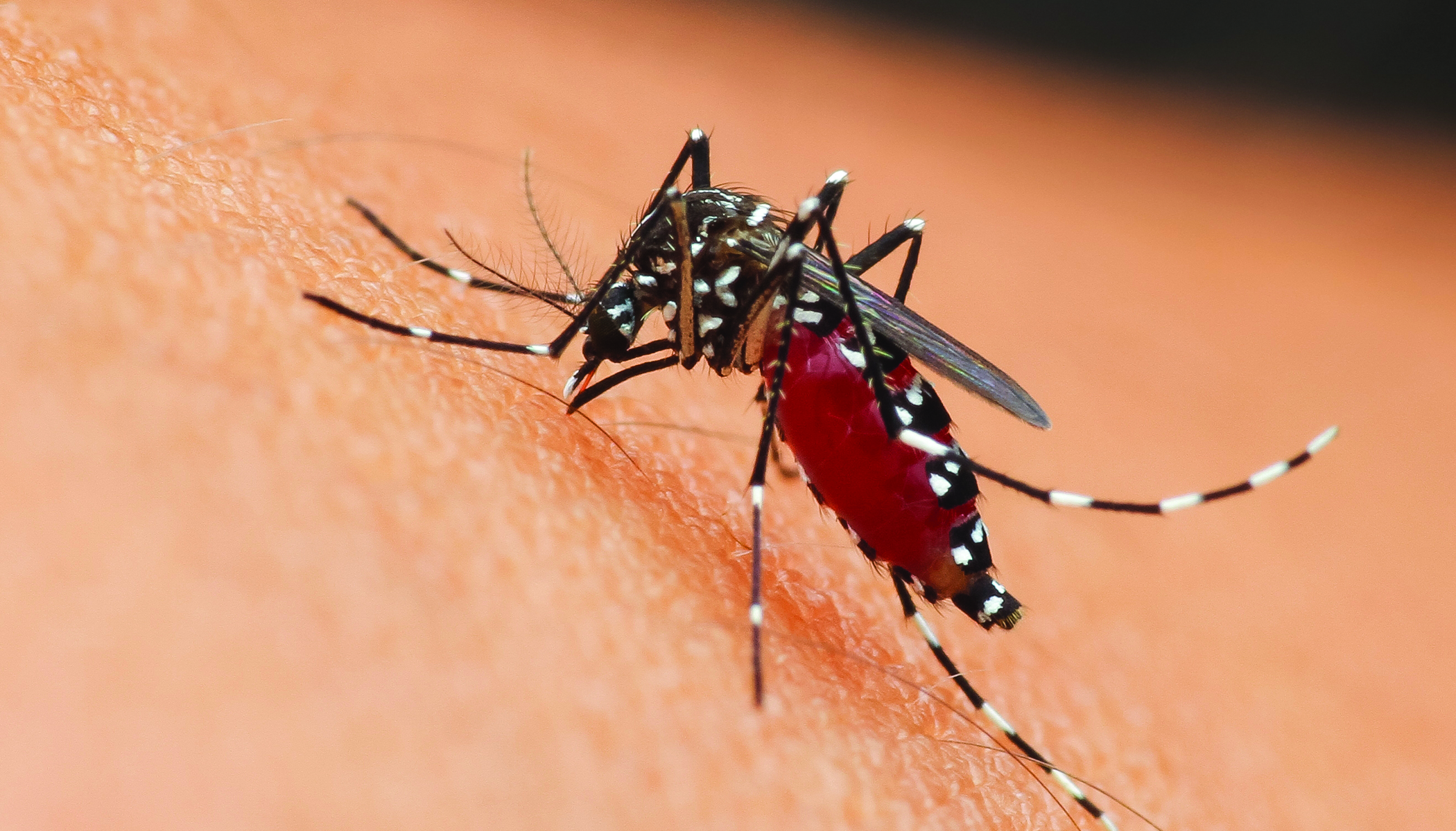 โรคไข้เลือดออก (Dengue Fever)